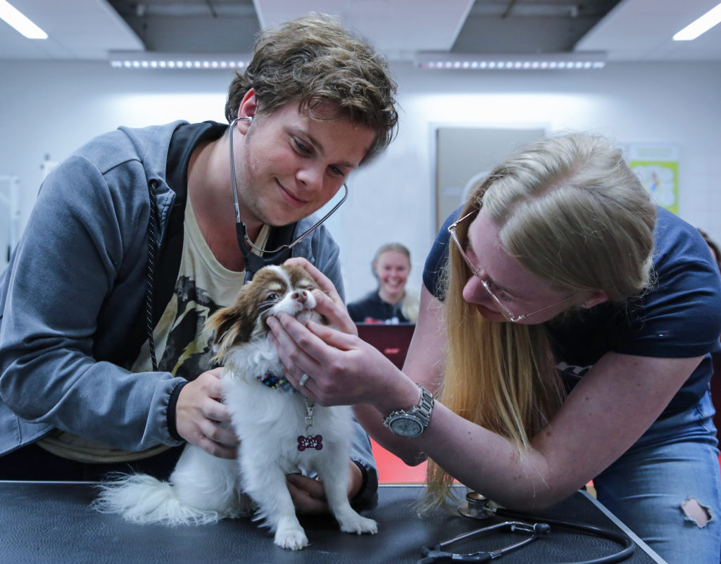 Dierenartsassistent